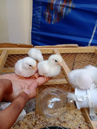 Japanese chicks