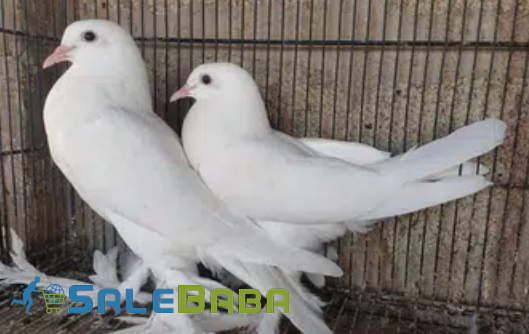 White Piogion Pair Available for Sale in Karachi