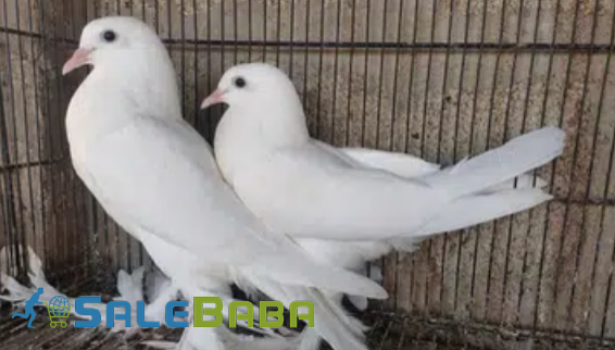 White Piogion Pair Available for Sale in Karachi