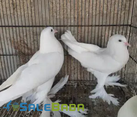 White Piogion Pair Available for Sale in Karachi