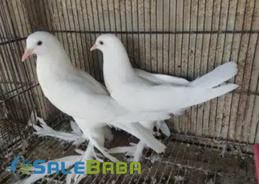 White Piogion Pair Available for Sale in Karachi