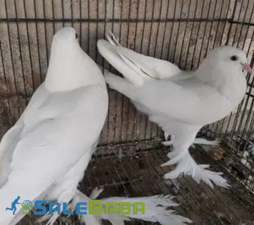 White Piogion Pair Available for Sale in Karachi