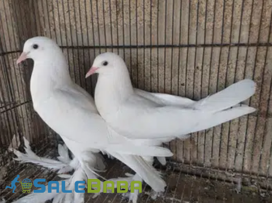 White Piogion Pair Available for Sale in Karachi