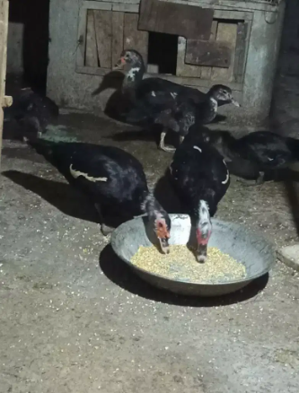 Ducks trio with chicks