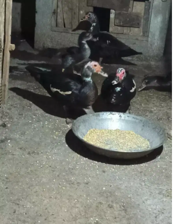 Ducks trio with chicks