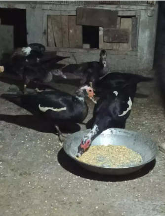 Ducks trio with chicks