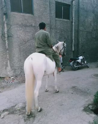 My beautiful white horse
