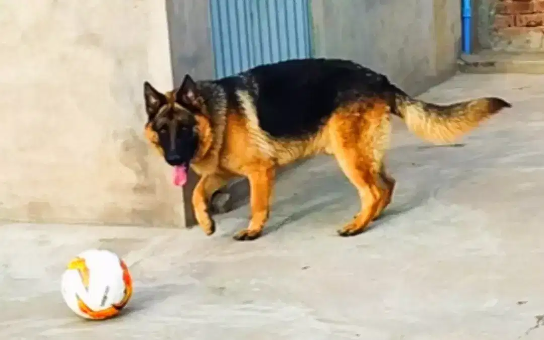 german shepherd single Doge for sale in khanewal