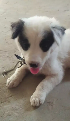 White Dog for Home security