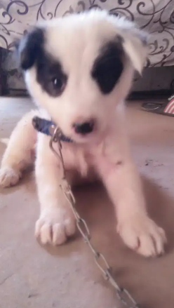 White Dog for Home security
