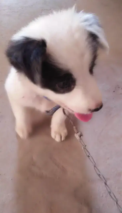 White Dog for Home security