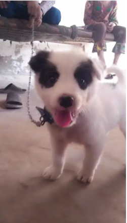 White Dog for Home security