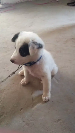 White Dog for Home security