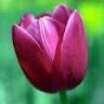 Waseem Arshad